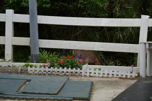 ＯＩＳＯの花